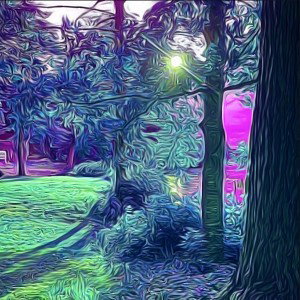 In The Woods