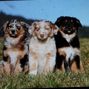 MY DAWGS
