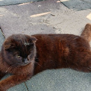 коричневая кошка