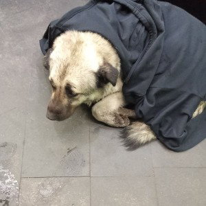 щеночек 