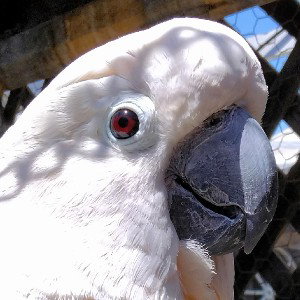 POLLY CRACK BACK 