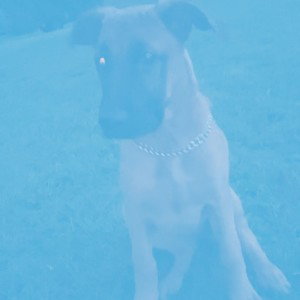 my dawg (Nightcore)