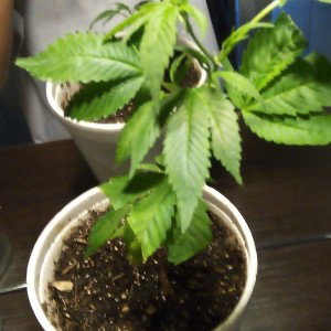 Humo de mi boca