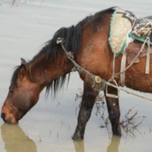 thirstyhorse
