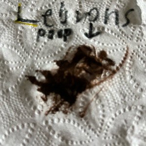lebrons butt hairs