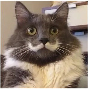 Усатый кот 😻
