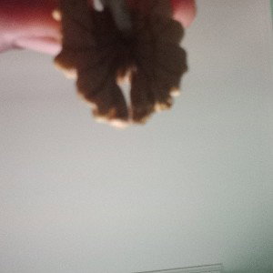 Noccioline