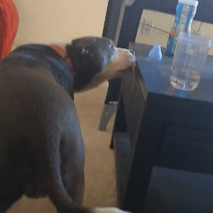 lm DOG At the Morning