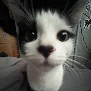 белый кот