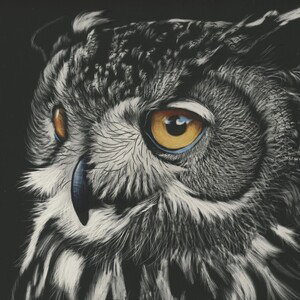 Suspicious owl StLyES