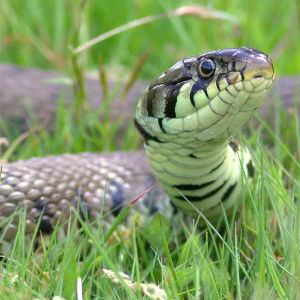snakes 