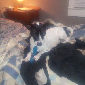 My puppy Roscoe 