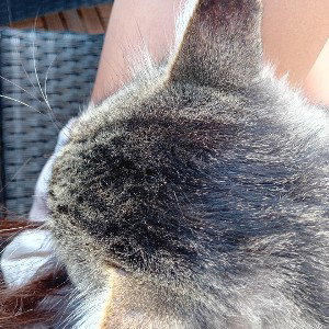 my cat