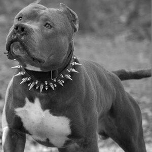 de pitbull la cadena