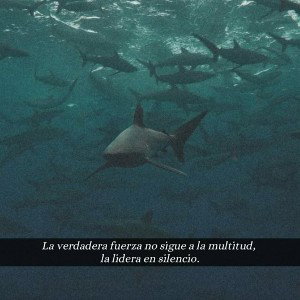 🦈LOSTIBURONES🦈
