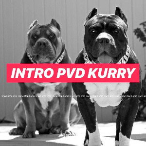 Intro pvd kurry 