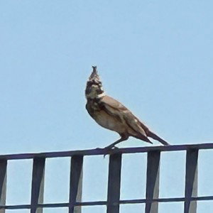 youngbird