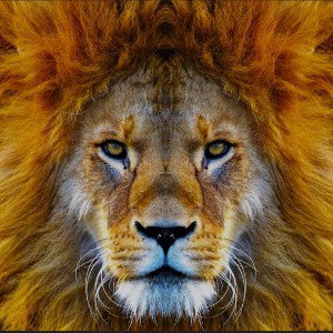 Driving in my car, I see somebody walking at O’Block dont playing with me nigge before I rais my blick and kill you that