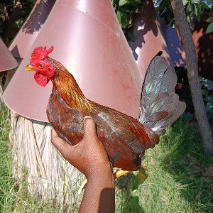 EL GALLO FINO 