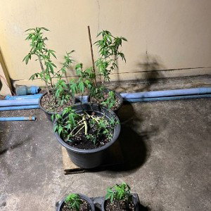 Lean-G - Bush