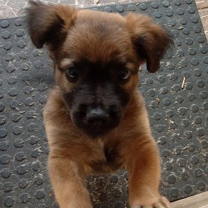 Ice no meu copo 