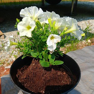beautiful rose