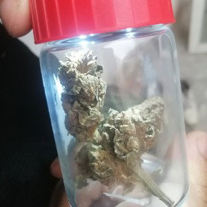 Jungle