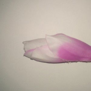 Un magnolia