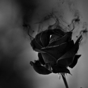 Black Roses & Razor Kisses