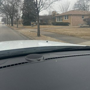 no birds