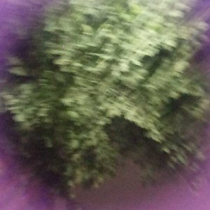 kossher