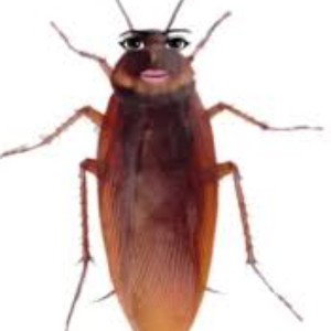 chrissy the cock roach