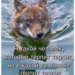 два котика