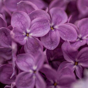 turbo violetas