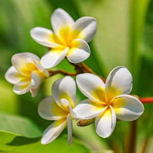 Petal Power