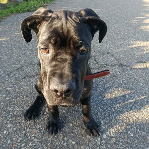 cane corso