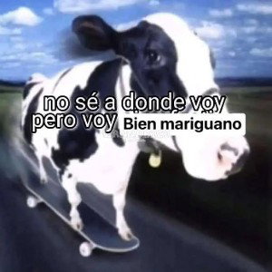 verdaderos 