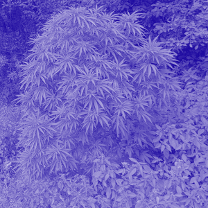 Mary Afeni Poppins LeInstrumentale muzika (Slowed + Reverb)