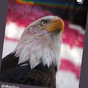 pour mes refré au karpla !! nord sud est ouest !!! força benfica estadio da luz !!