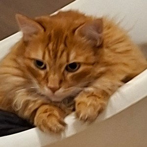 игольчатые деньги
