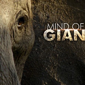Mind Of An Elephant 