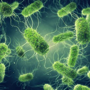 PATHOGENS 🦠