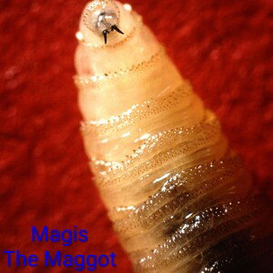 Magis "The Maggot"