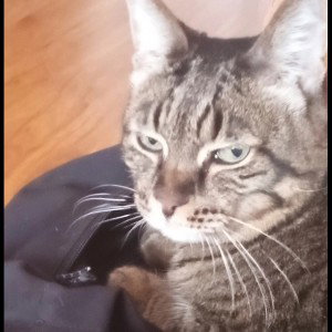 Кот