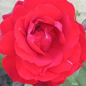 🌹 roses
