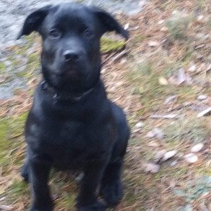 sorry but my dog is my family and fight for ir