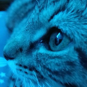 dog cats are CoOl