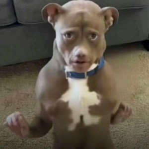 valke whi u naemed yo dog rupees the third