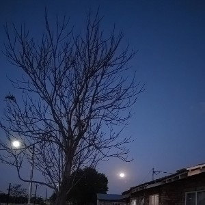 the stars 