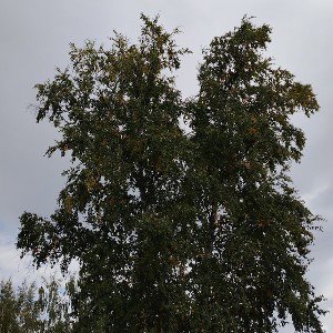 Орёл ты где-то летаешь там 